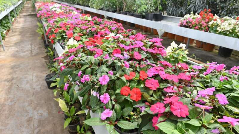 Hem üretiyor, hem güzelleşiyor