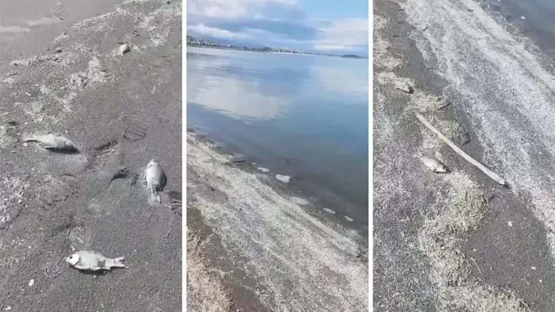 Eğirdir Gölü’nde alarm: Yüzlerce ölü balık kıyıya vurdu 