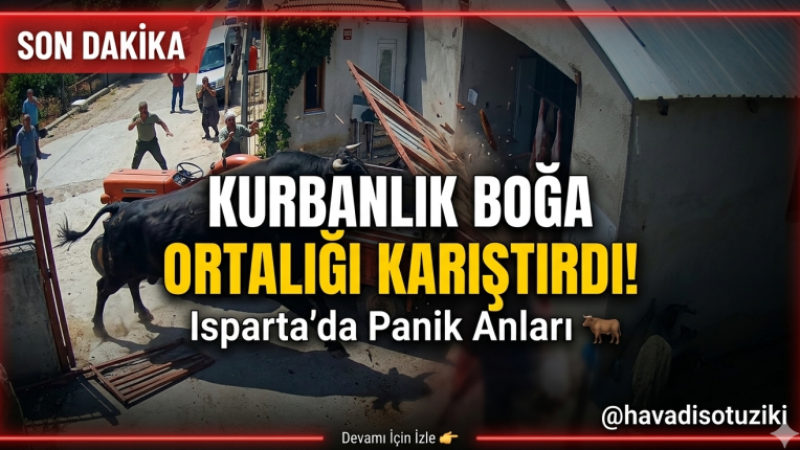 Isparta’da Kurban Bayramı'nda Panik Anları: Boğa Kapıyı Devirip Kaçmaya Çalıştı!
