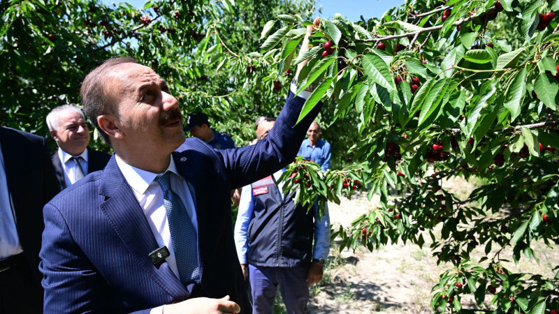 Isparta kirazında bolluk yılı yaşanıyor
